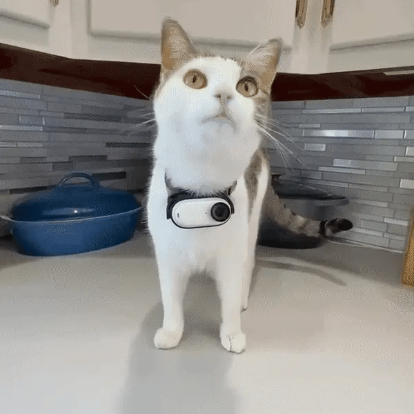 Pet Hediyelik™ Kedi Köpek Tasma Kamerası